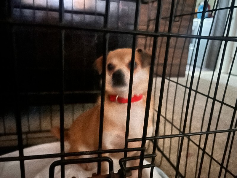 Unknown - Dog