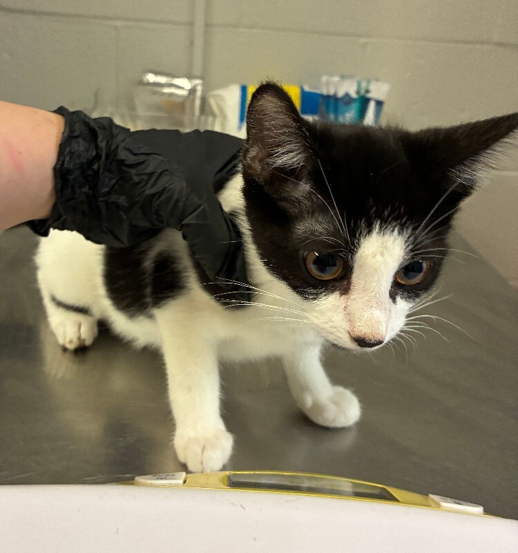 Squeek - Cat
