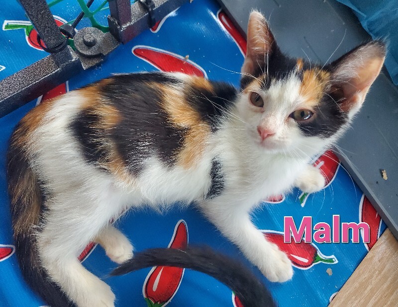 View Malm the Cat Photo #4