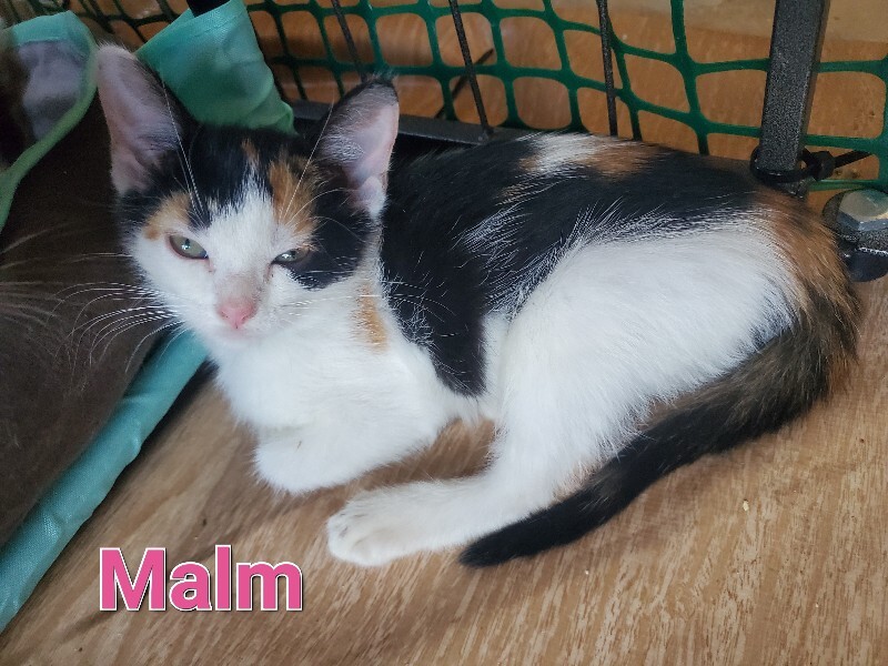 View Malm the Cat Photo #3