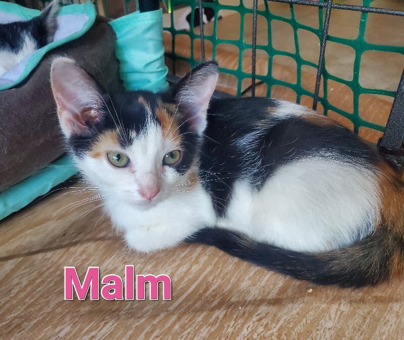 View Malm the Cat Photo #2