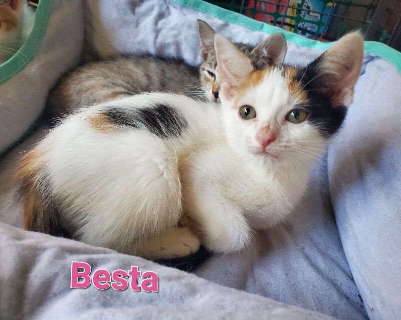 View Besta the Cat Photo #2