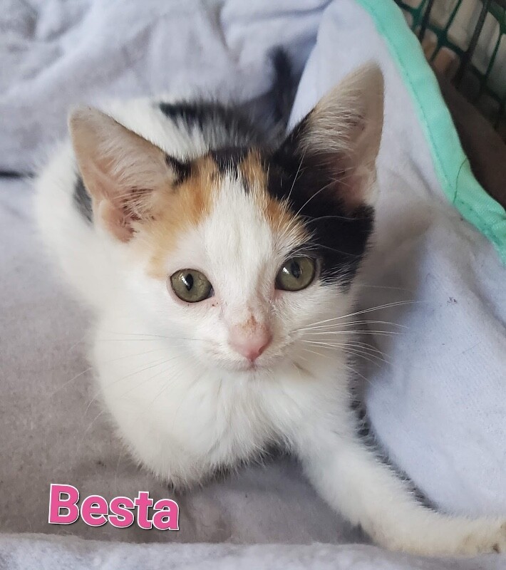 Besta - Cat
