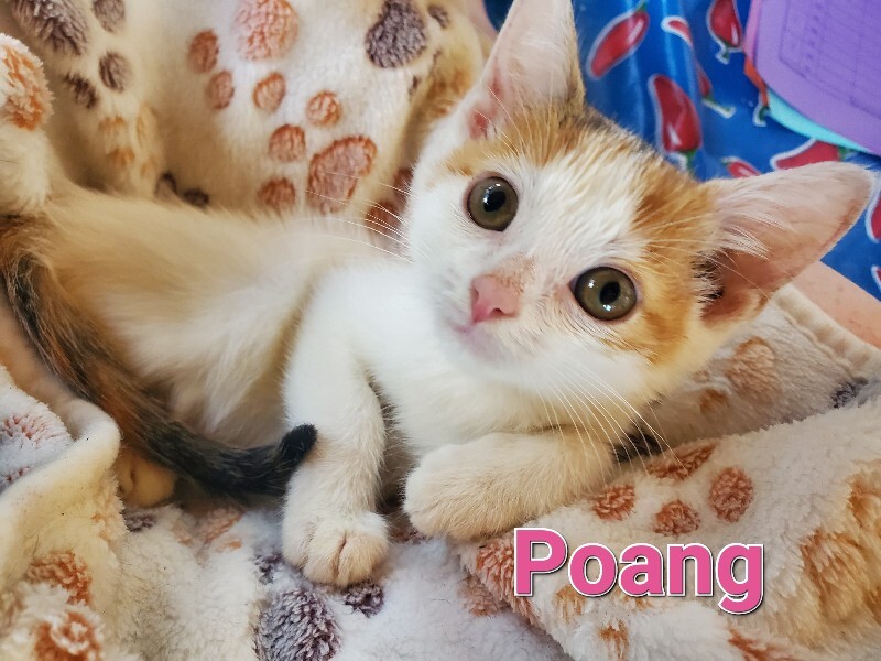 View Poang the Cat Photo #2