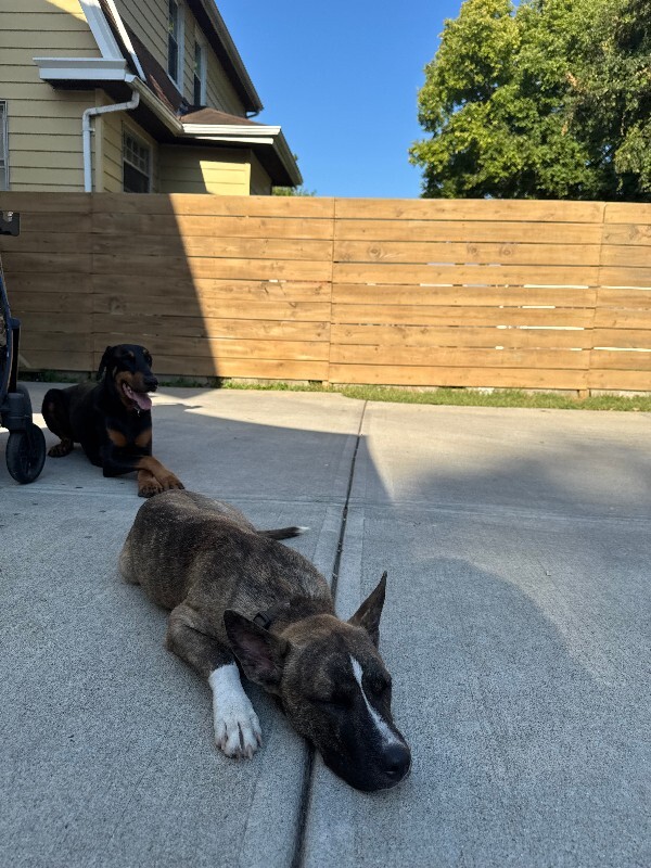 View Will Smith the Dog Photo #4