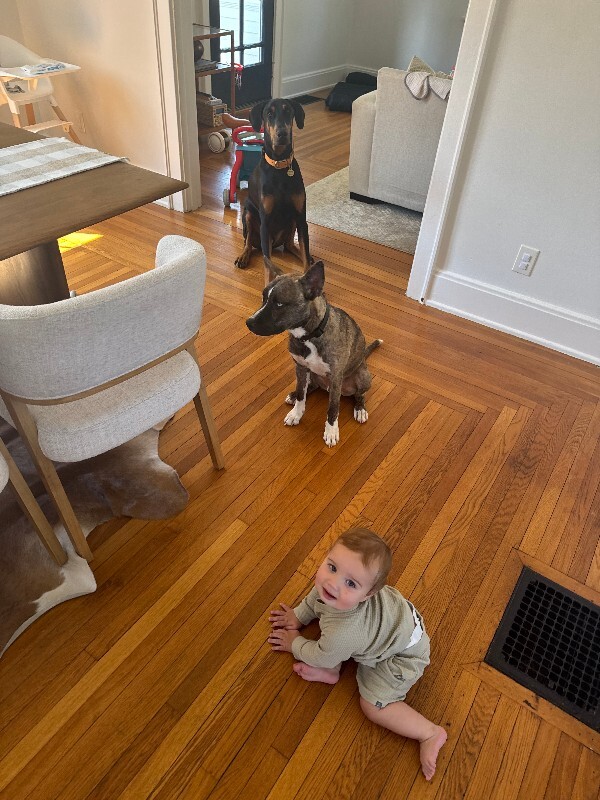 View Will Smith the Dog Photo #5