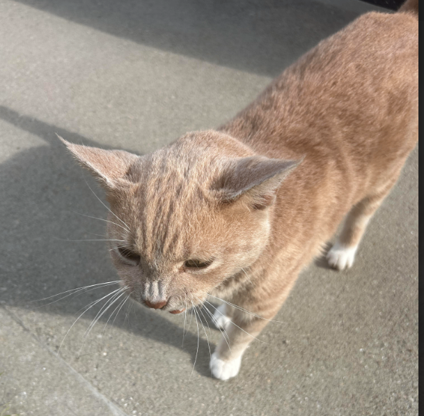 Unknown - Cat
