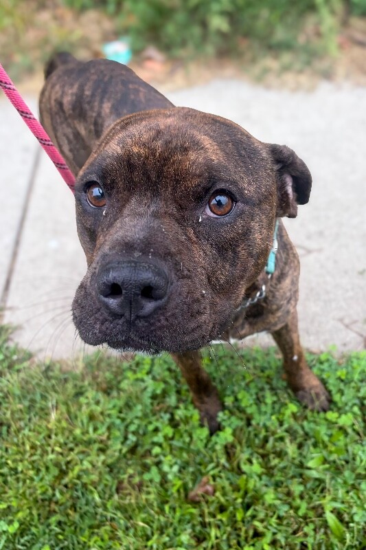 Learn More About Romeo Romeo - Dog
