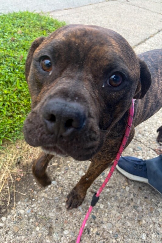 View Romeo the Dog Photo #3