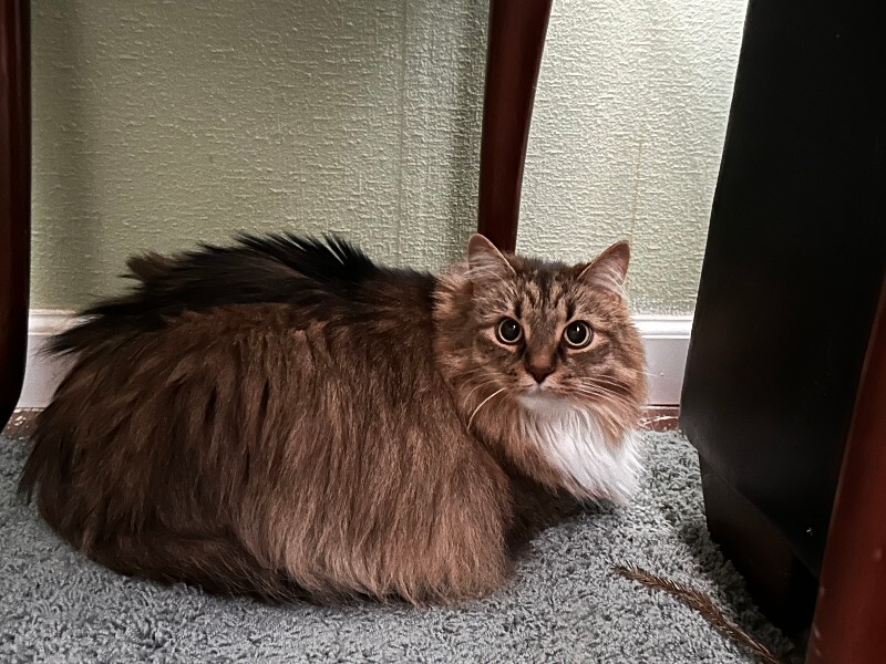 Cailie - Cat