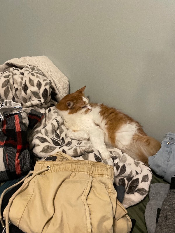 Have You Seen James? James - Cat