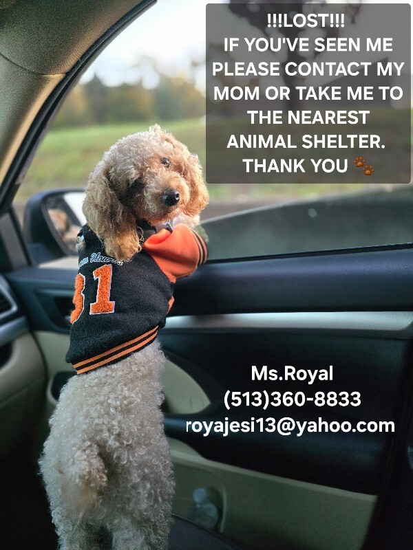 Have You Seen Maverick Royal? Maverick Royal - Dog