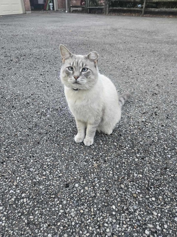 Harry - Cat