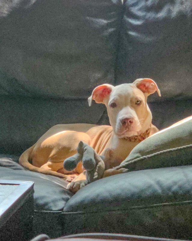 Clemmy - Dog