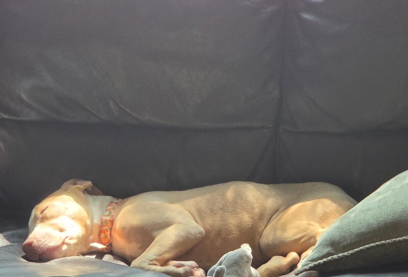 View Clemmy the Dog Photo #3