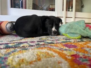 View Roselawn the Dog Photo #4