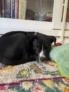 View Roselawn the Dog Photo #5