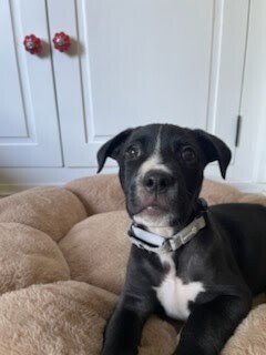 Roselawn - Dog