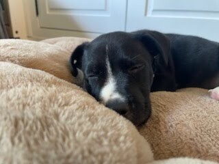 View Roselawn the Dog Photo #8