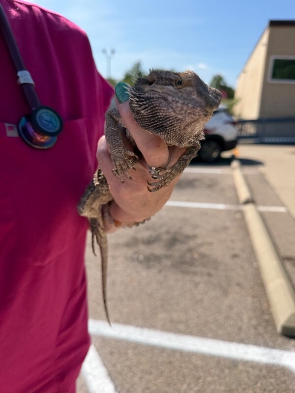 View Spike the Lizard Photo #2