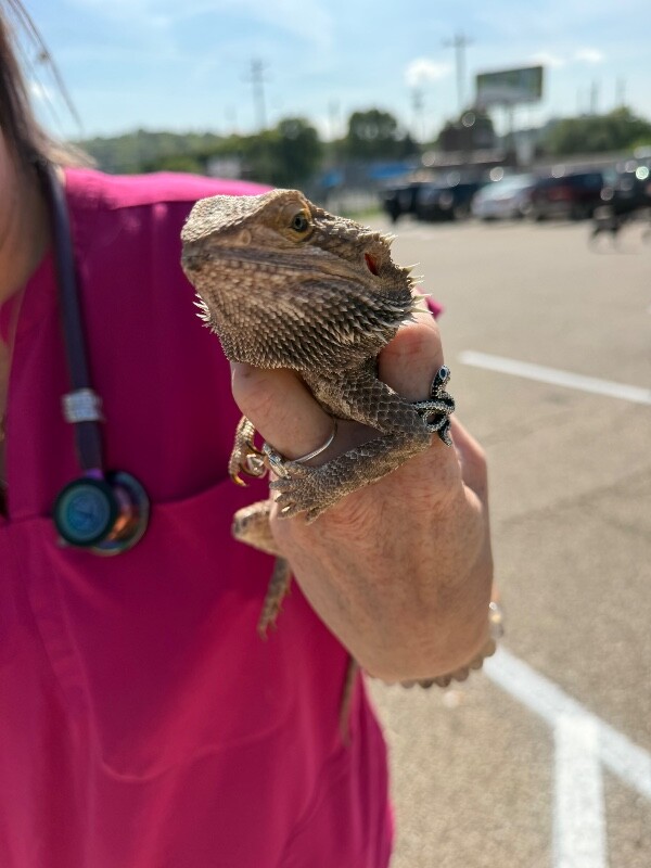 Spike - Lizard