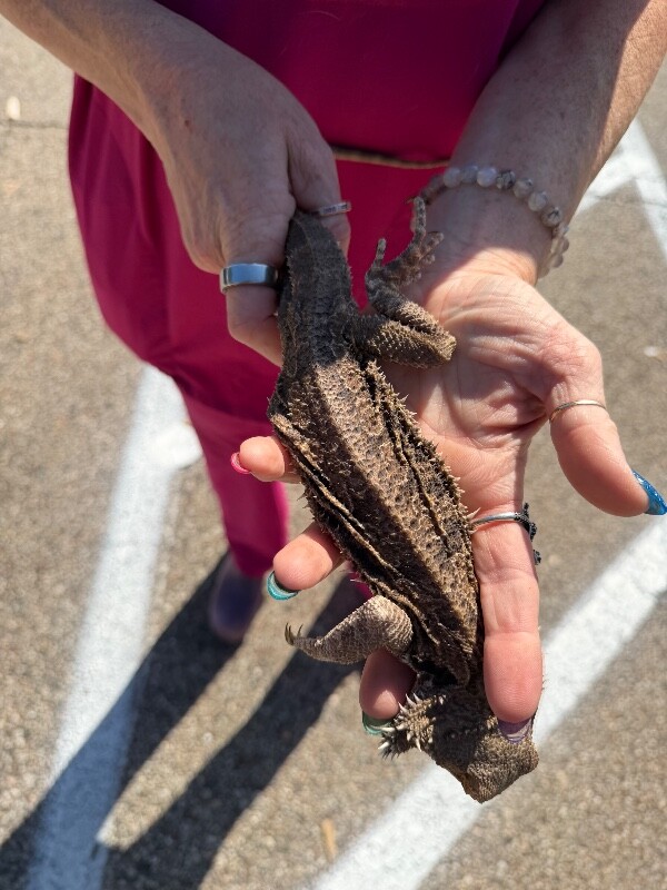 View Spike the Lizard Photo #3