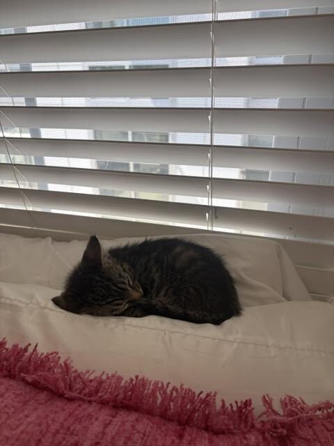View Taz the Cat Photo #2