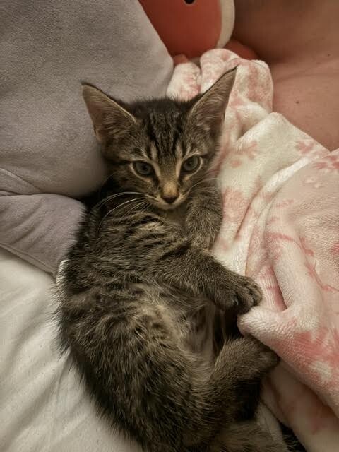 Learn More About Taz Taz - Cat