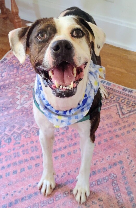 View Jolene the Dog Photo #7