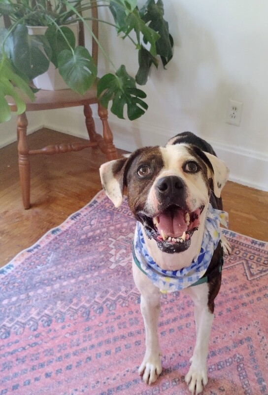 View Jolene the Dog Photo #3