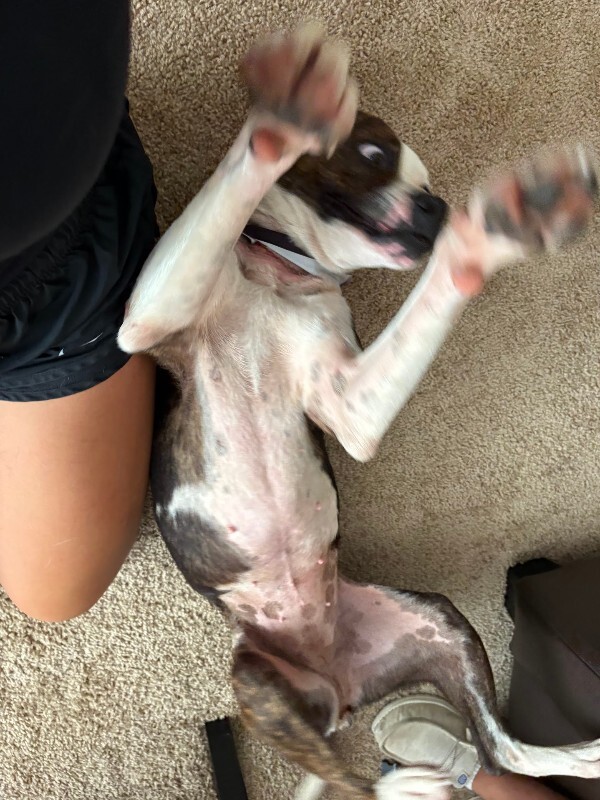 View Jolene the Dog Photo #10