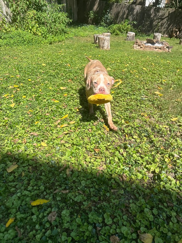 View Dobby the Dog Photo #7