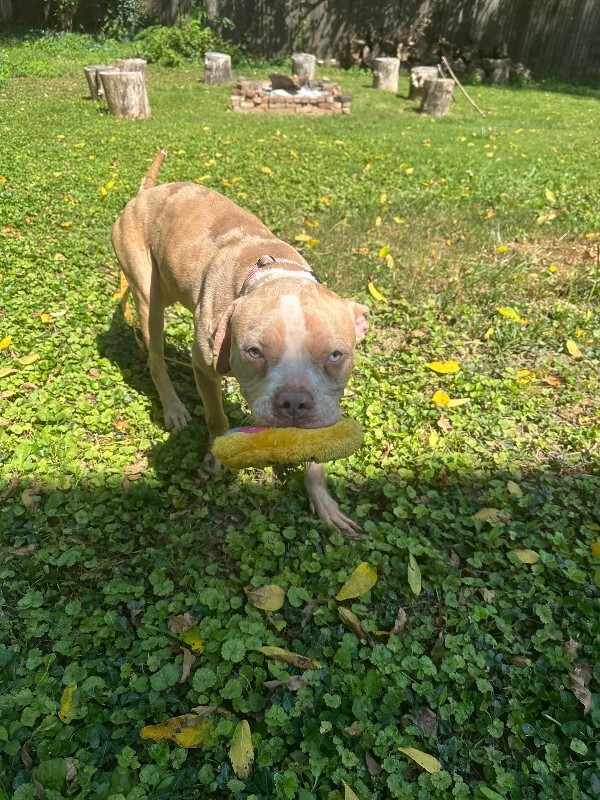 View Dobby the Dog Photo #8