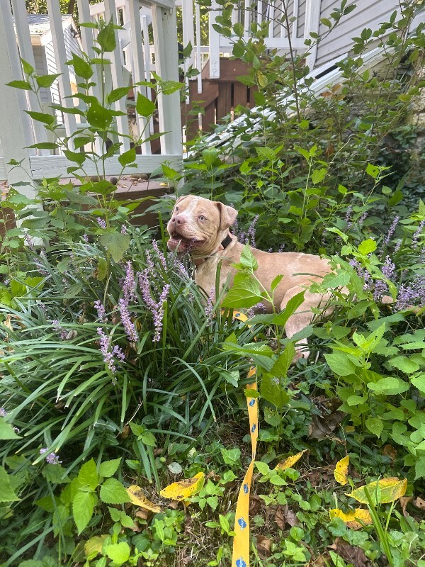 View Dobby the Dog Photo #4