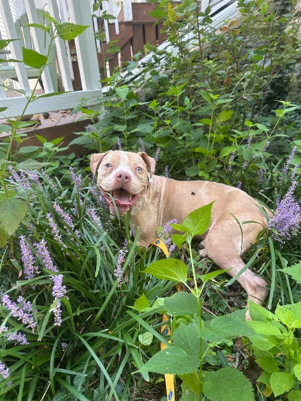 View Dobby the Dog Photo #9