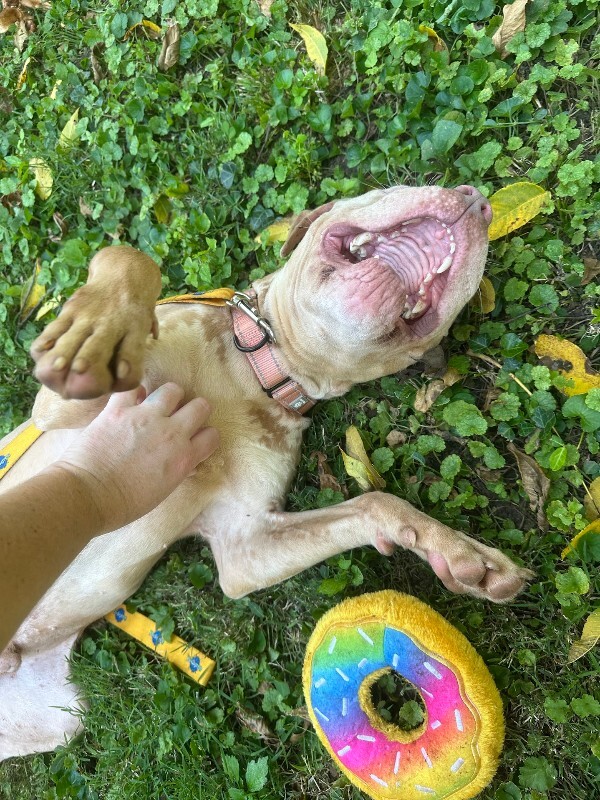 View Dobby the Dog Photo #2