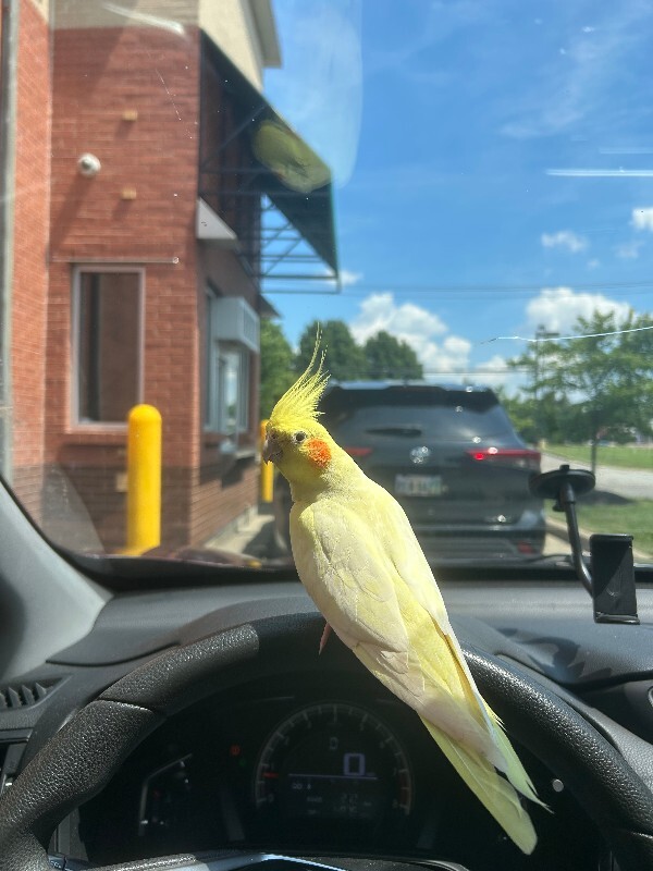 Have You Seen Panchita? Panchita - Cockatiel