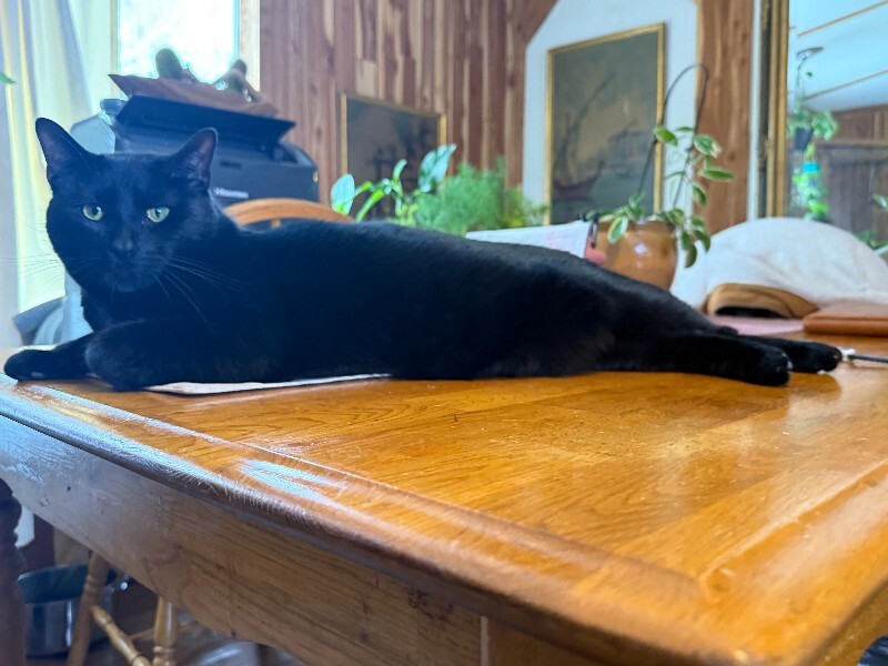 Have You Seen Beau (bobo)? Beau (Bobo) - Cat