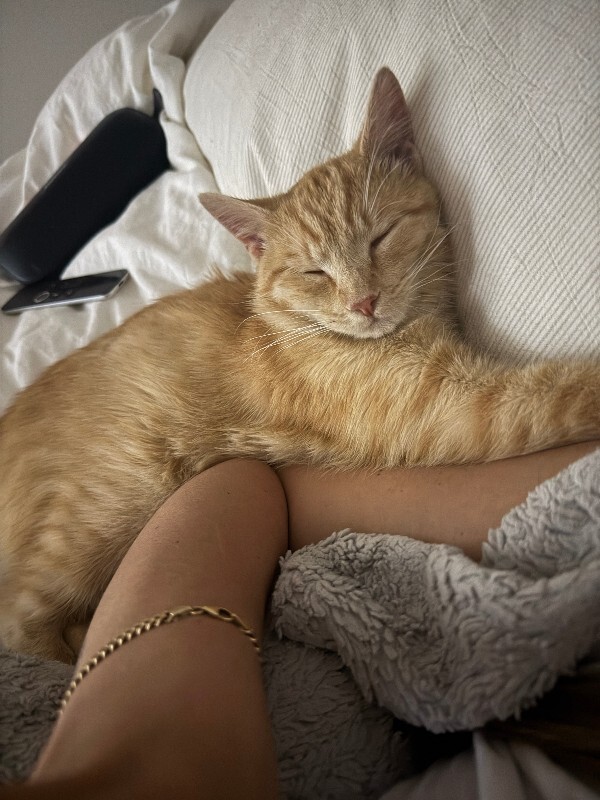 Jerry - Cat