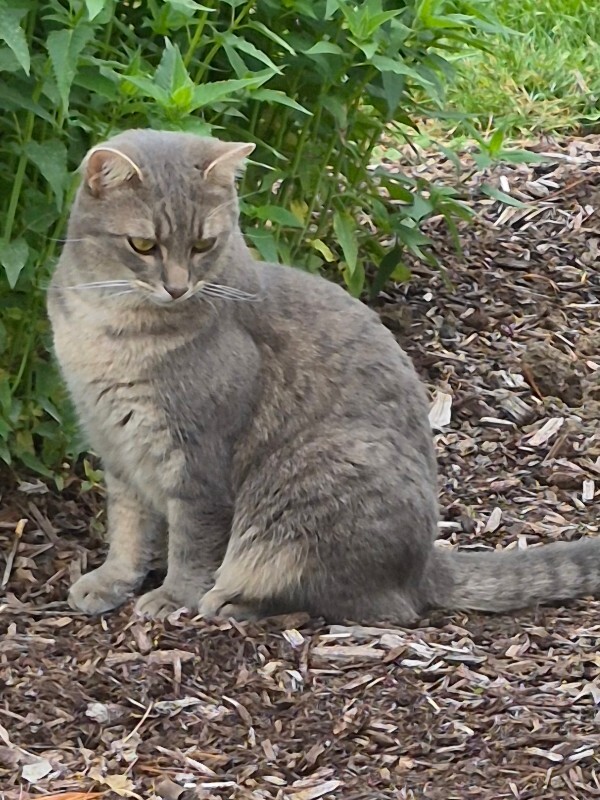 Have You Seen Willow Or Babe? Willow or Babe - Cat