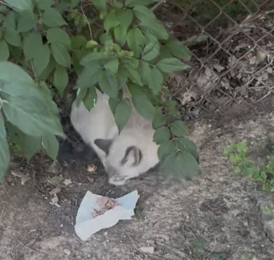 Unknown - Cat