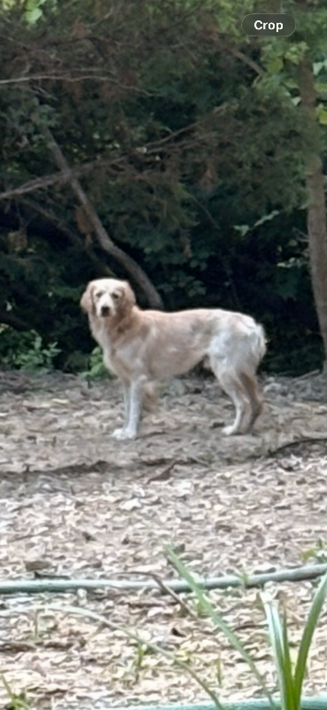 Unknown - Dog
