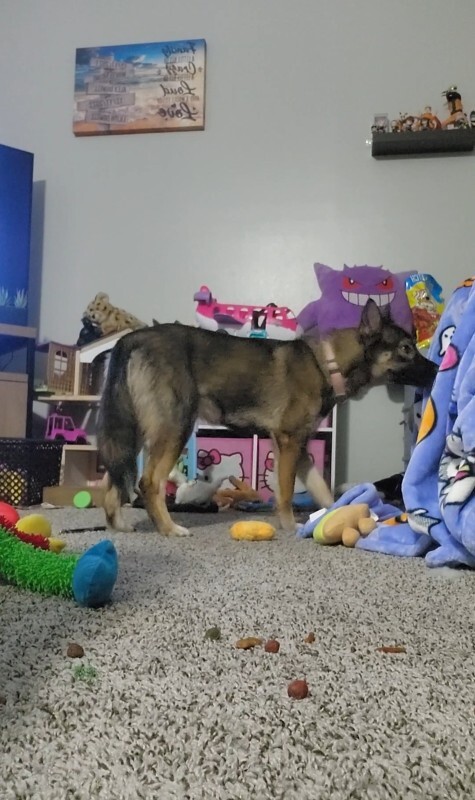 Have You Seen Rain? Rain - Dog