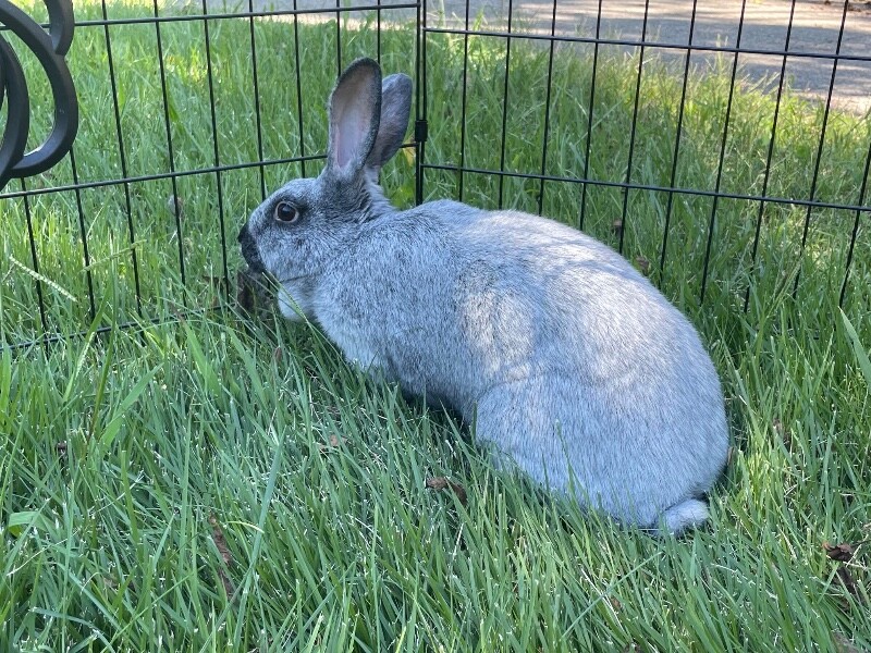 View Fancy the Rabbit Photo #2