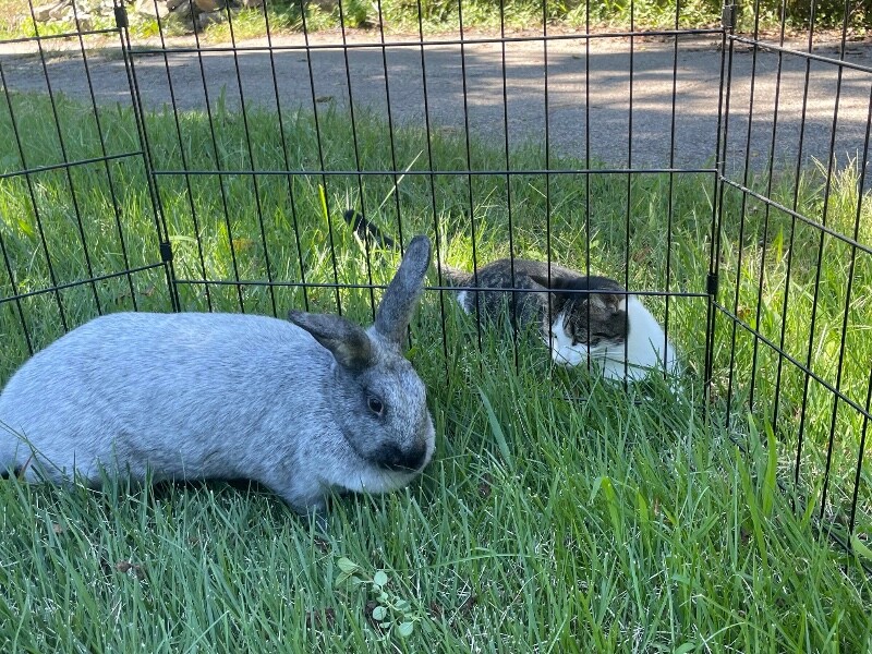 View Fancy the Rabbit Photo #5