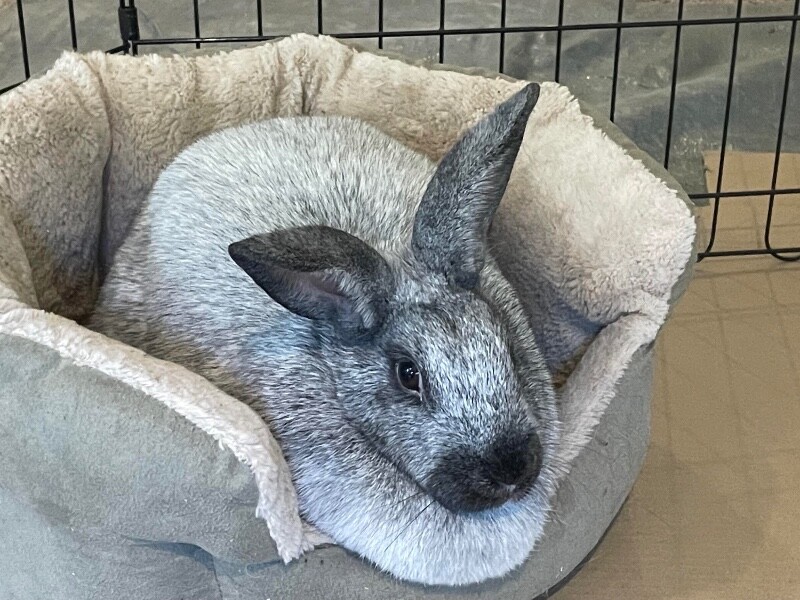 Fancy - Rabbit