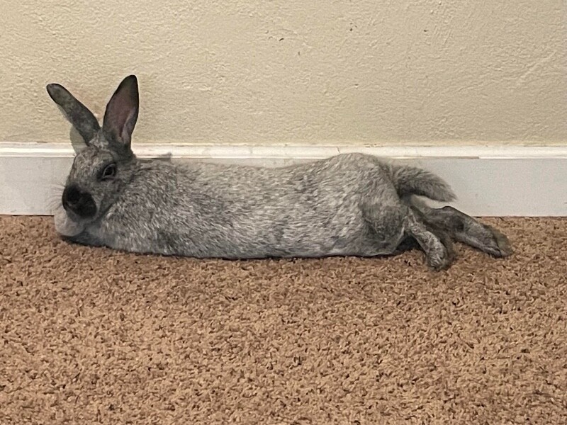 View Fancy the Rabbit Photo #3