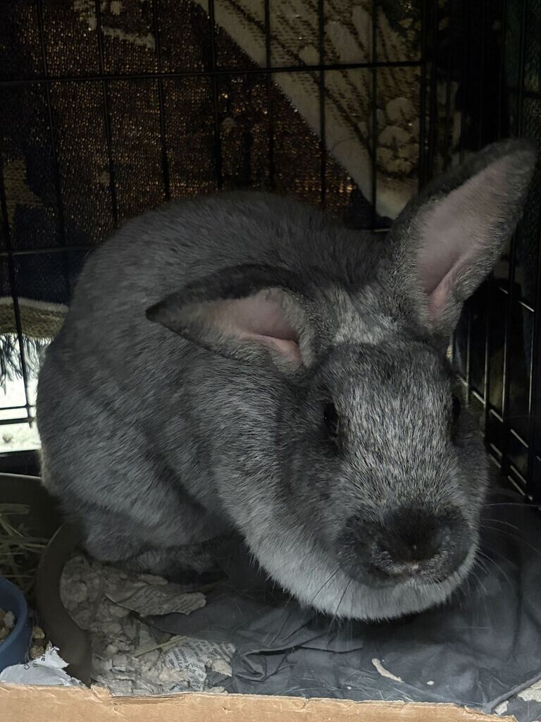 View Fancy the Rabbit Photo #4