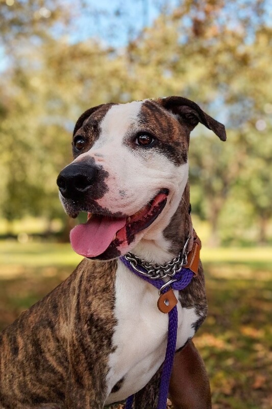 View Janet Weiss the Dog Photo #2