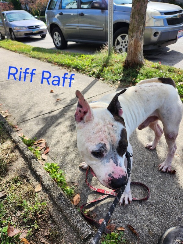 View Riff Raff the Dog Photo #8
